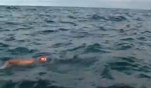 Καρχαρίας «μαρκάρει» κολυμβητή μέχρι που έσπευσαν τα δελφίνια